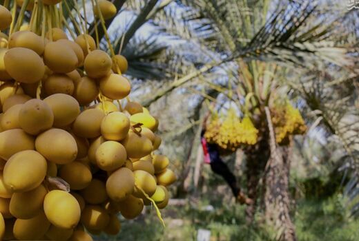 پیش بینی برداشت بیش از سه هزار تن خارک و رطب در گتوند