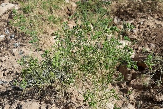 برداشت زیره سبز از مزارع خرامه پایان یافت