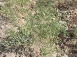 برداشت بیش از 56 تن زیره از ارضی کشاورزی شهرستان دامغان