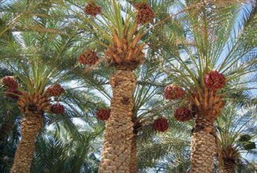  30 درصد نخیلات نیازمند نوسازی و جایگزینی با ارقام تجاری