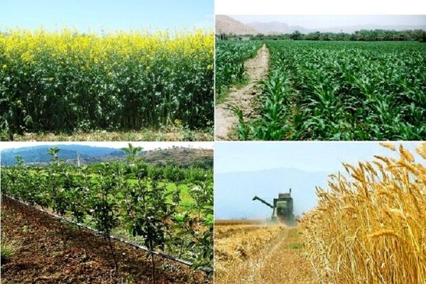افزایش تولید در واحد سطح اولویت جهاد کشاورزی سرایان