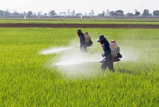 اقدامات مبارزه با سن غلات، بیماری‌ها و علف‌های هرز سازمان جهاد کشاورزی خراسان شمالی