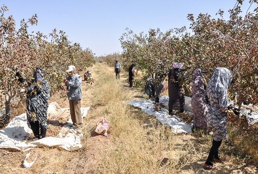 برداشت سه هزار تن پسته خشک از باغات پسته شهرستان شهربابک