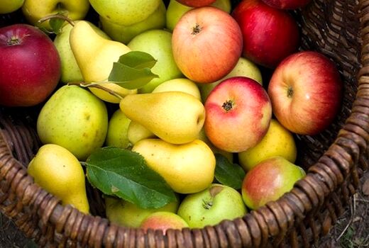 درآمد یک و نیم میلیارد دلاری کشور از صادرات سیب، بِه و گلابی