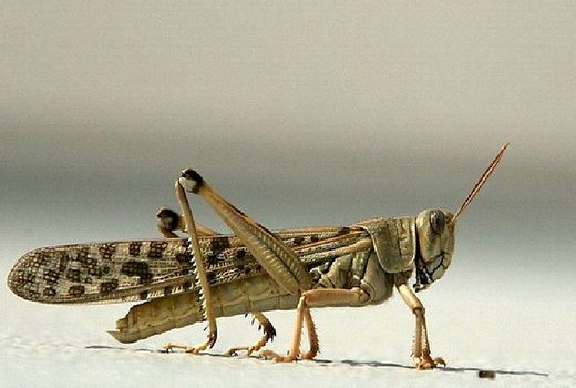 هجوم ملخ‌های بومی به ۴۰ کیلومتر از عرصه‌های منابع طبیعی شهرستان رفسنجان