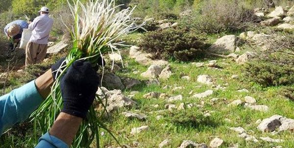 کشت 1000 هکتار گیاهان دارویی در سمیرم 