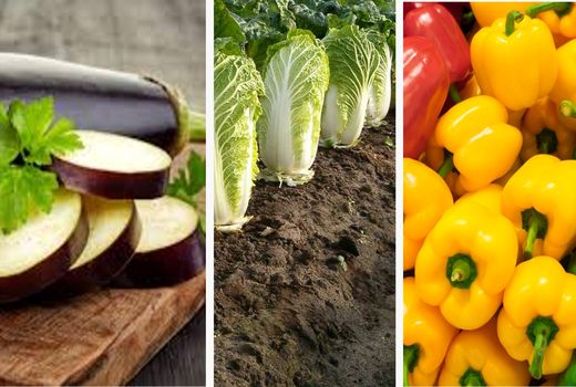 صدور گواهی صادرات یک هزار 312تن محصولات گلخانه ای  