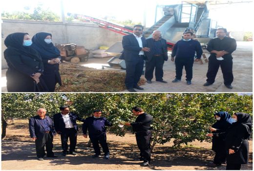 برداشت۱۸۰ تن پسته تر از باغات شهرستان جلفا