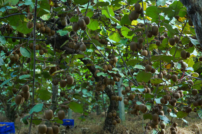  میوه ای شگفت انگیز به نام کیوی 