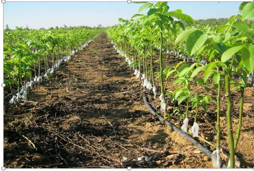 تولید بیش از یک میلیون اصله نهال در خراسان شمالی