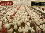  آزاد سازی مجوز احداث مرغداری در خراسان شمالی