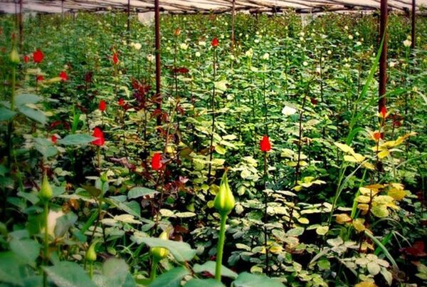 خوزستان پیشتاز تولید گیاهان گلدار گلخانه‌ای در کشور