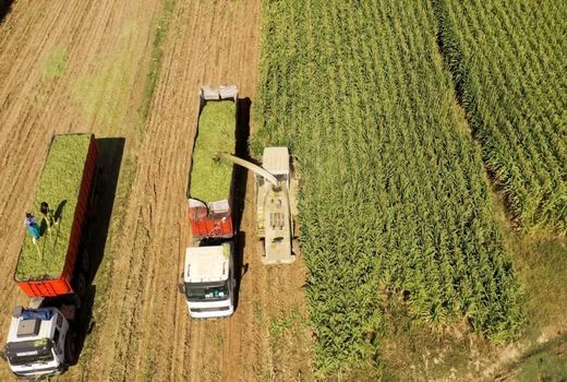 پیش‌بینی برداشت 270 هزارتن ذرت علوفه‌ای در چهارمحال و بختیاری