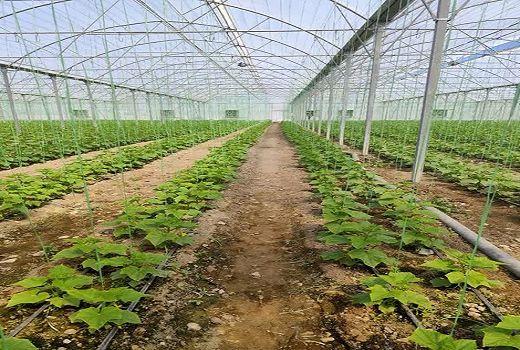 تولید سالانه بیش از یک هزار و 200 تُن محصولات گلخانه‌ای در جهرم