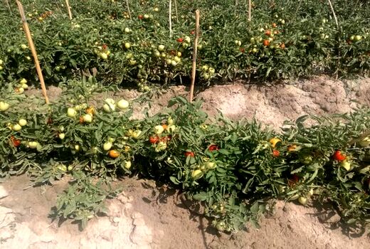 کشت گوجه فرنگی در منطقه یموق برای اولین بار