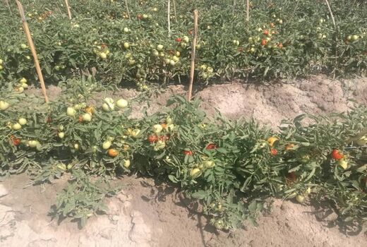 کشت گوجه فرنگی در منطقه یموق برای اولین بار
