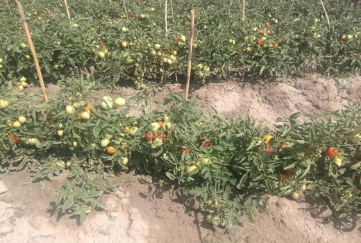 کشت گوجه فرنگی در منطقه یموق برای اولین بار