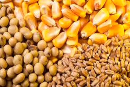 توزیع 2.5 برابر نهاده‌های دامی طی شش ماهه اول سال جاری نسبت به سال قبل