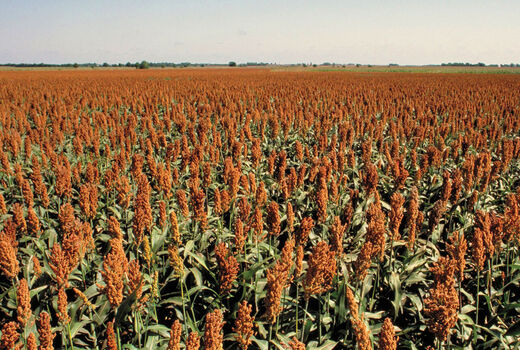کاشت سورگوم دانه ای برای اولین بار در استان آذربایجان شرقی