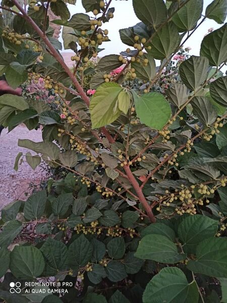 "فالسا" در قیروکارزین به بار نشست  