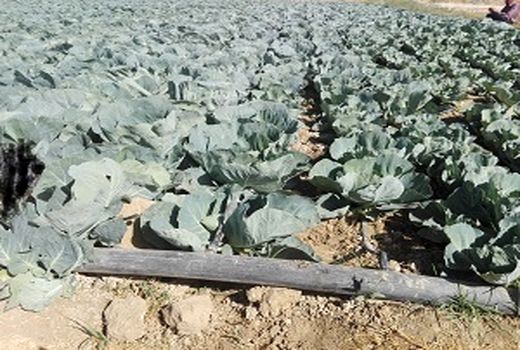 پیش بینی تولید بالغ بر 11 هزارتن کلم در کوار	