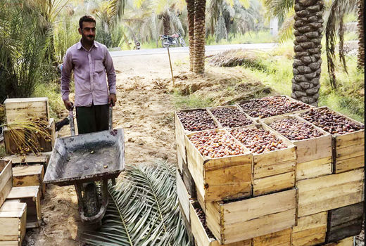 خرید  ۱۸ هزار تن خرمای استعمران از کشاورزان خوزستانی 