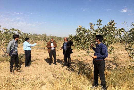 بازدید کارشناسان مرکز تحقیقات کشاورزی و منابع طبیعی از سایت الگویی ملی پسته بوئین زهرا