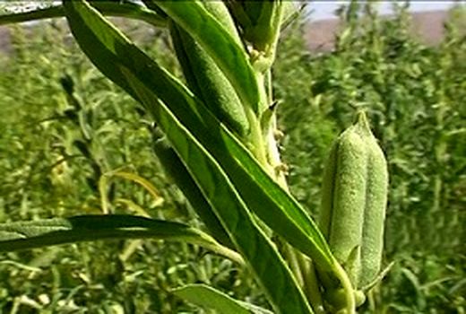  برداشت  130 تن کنجد از مزارع شهرستان نرماشیر در سال جاری