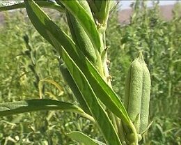  برداشت  130 تن کنجد از مزارع شهرستان نرماشیر در سال جاری