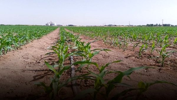 کشت ۶ هزار هکتار ذرت علوفهای در مزارع استان قزوین