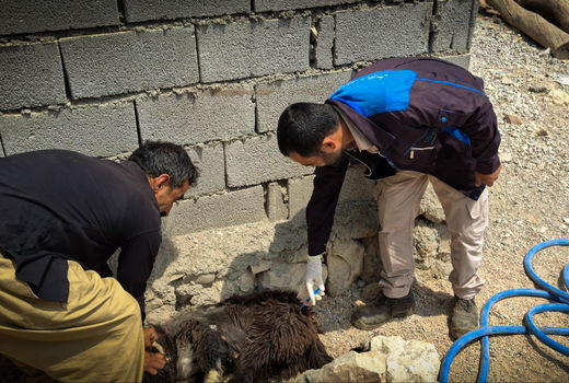 اتمام طرح واکسیناسیون سگ‌های صاحبدار روستایی در شوشتر