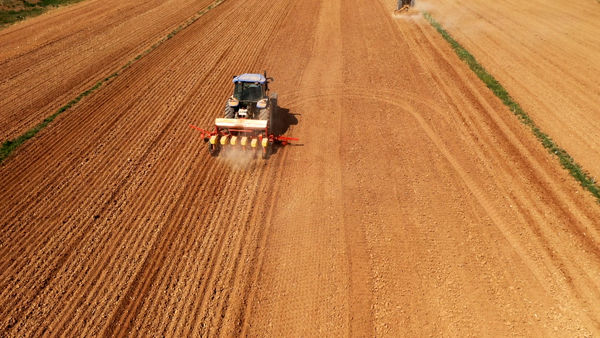 900 هکتار از اراضی کشاورزی چهارمحال و بختیاری زیر کشت چغندرقند رفت