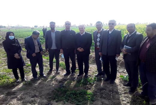 تولید سالانه ۱۸۰ هزار تن گندم در شهرستان دهلران