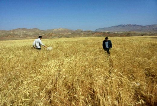 اجرای طرح یاوران تولید همزمان با سراسر کشور در استان مرکزی 