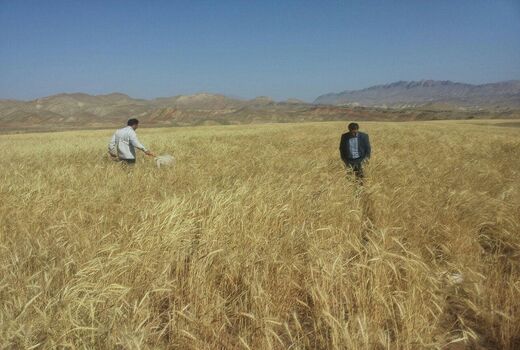 اجرای طرح یاوران تولید همزمان با سراسر کشور در استان مرکزی 