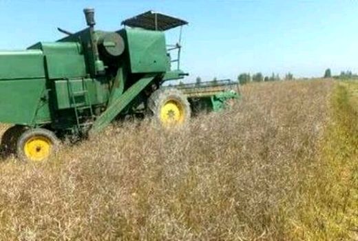 ورود شرکت‌های ایرانی به ساخت ماشین‌آلات برداشت مستقیم محصولات علوفه‌ای