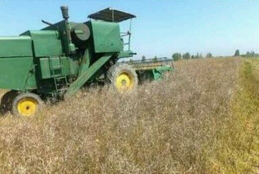 ورود شرکت‌های ایرانی به ساخت ماشین‌آلات برداشت مستقیم محصولات علوفه‌ای