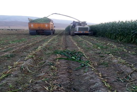 آغاز برداشت ذرت علوفه ای از مزارع فیروزآباد