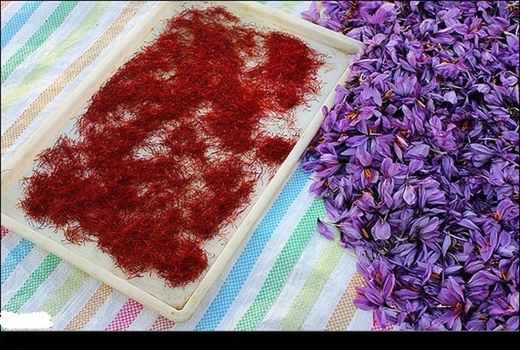 تولید ۲.۵ تن محصول خشک زعفران در یزد