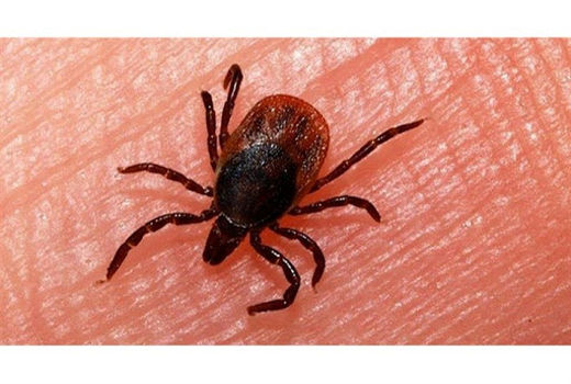 جلوگیری از ابتلا تب کریمه کنگو با کنترل کنه‌ها در دامداری‌ها و عدم کشتار غیرمجاز دام‌ها 