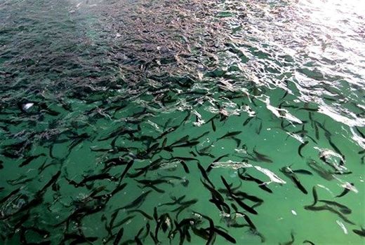 تولید سالانه 46 میلیون قطعه بچه ماهی در چهارمحال و بختیاری