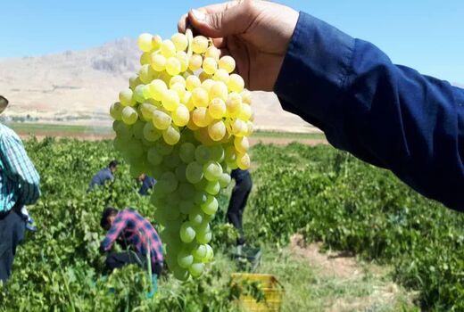 گهرو، رتبه اول تولید انگور در چهارمحال و بختیاری
