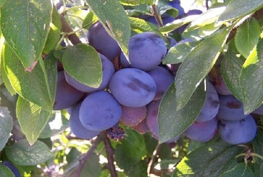درآمد 55 میلیارد ریالی باغداران بیضایی از فروش آلو