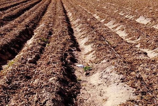 سرمازدگی ۲۴۹ میلیارد تومان به محصولات زراعی و باغی اصفهان خسارت زد