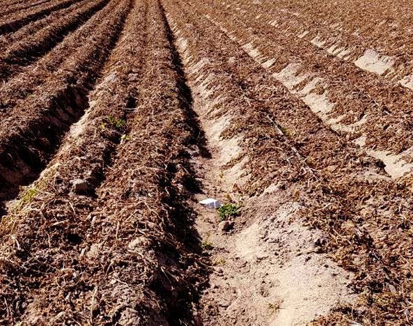 سرمازدگی ۲۴۹ میلیارد تومان به محصولات زراعی و باغی اصفهان خسارت زد