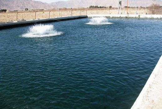 پیش بینی تولید 100تن ماهی در استخرهای دو منظوره کشاورزی استان چهارمحال و بختیاری 