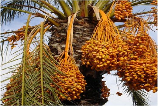 برداشت خرما از نخلستان های فسا آغاز شد