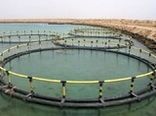 آب‌های شور ظرفیتی برای پرورش تیلاپیا