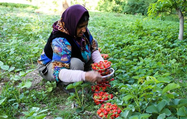 صادرات 505 هزار تن محصولات کشاورزی از کردستان