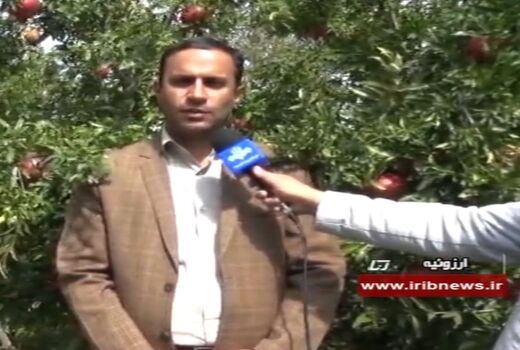 برداشت انار از  اوایل شهریور آغاز  وتا اواسط مهرماه ادامه دارد